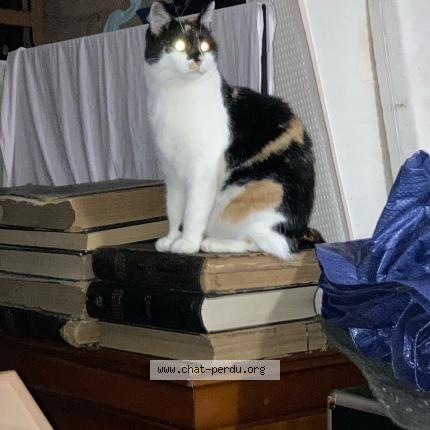 Photo 1/1 Arthemis Chat lost in Neufchatel en bray