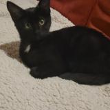 Picture of cat lost at Salins Les Bains