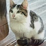 Picture of cat found at Chancey