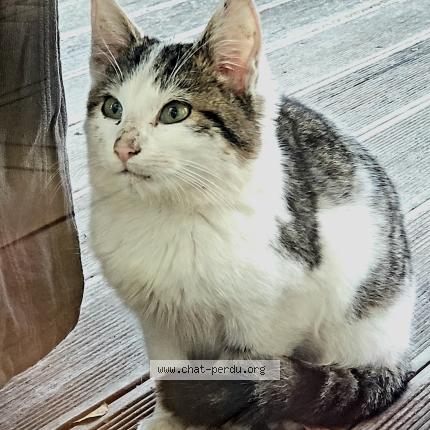 Photo 1/1 Found cat Found in Chancey