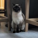 Picture of cat found at Mondonville