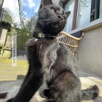 Photo 1/1 Ozzy Chat lost in Argenteuil