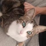 Picture of cat lost at Saint Maur Des Fosses