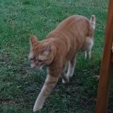 Picture of cat lost at Cheveuges