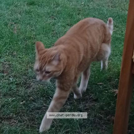 Photo 1/1 Chaperlipopette Chat lost in Cheveuges