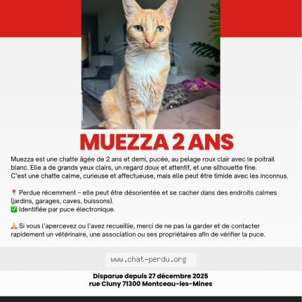 Photo 1/1 Muezza Chat lost in Montceau les mines