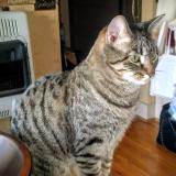 Picture of cat lost at Sioux City