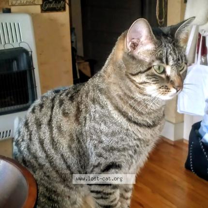 Photo 1/1 Jazmin Chat lost in Sioux city