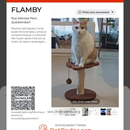 Photo 1/1 FLAMBY Chat lost in Questembert