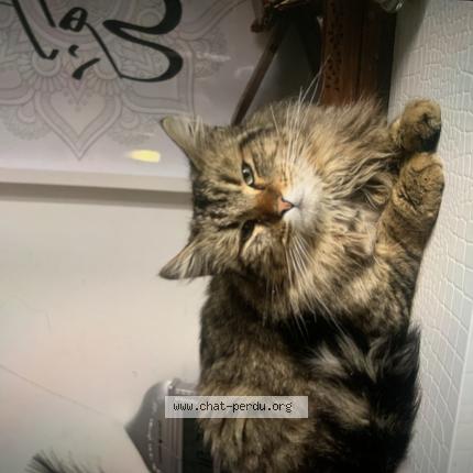 Photo 1/1 Tigrée Chat lost in Tremblay en france