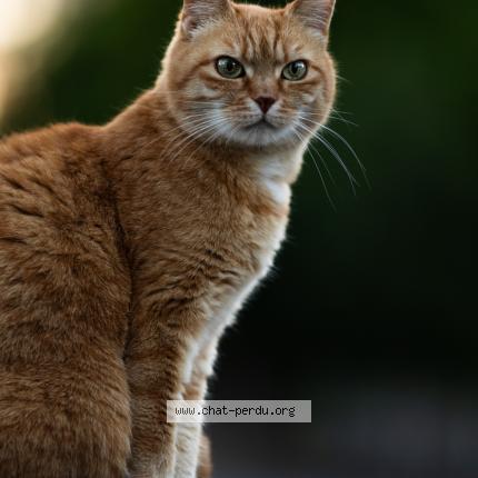 Photo 1/1 Brenda-Choupette Chat lost in Kurtzenhouse