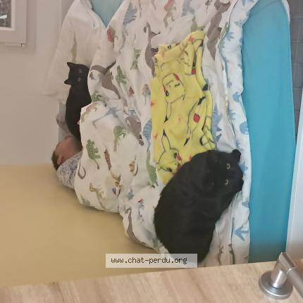 Photo 1/1 Luna Chat lost in Dasle