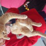 Picture of cat found at Saint Germain