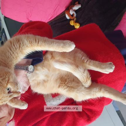 Photo 1/1 Found cat Found in Saint germain