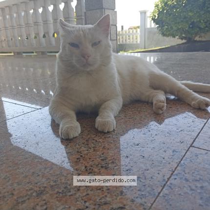 Photo 1/1 Banky Chat lost in Cabanas