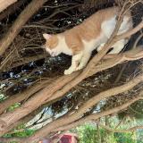 Picture of cat lost at Antibes