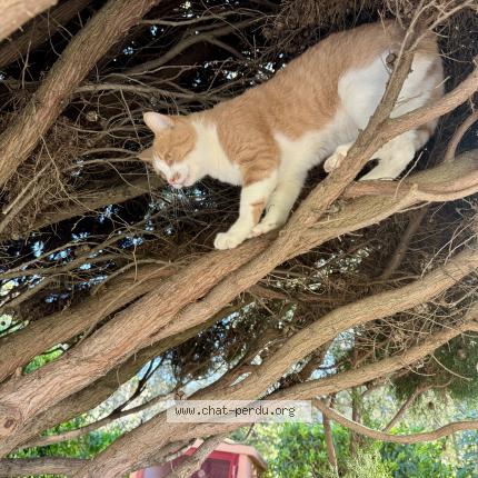 Photo 1/1 Guts Chat lost in Antibes