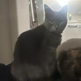 Picture of cat lost at Plaisance Du Touch