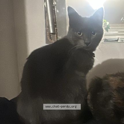 Photo 1/1 Cat reunited Lost in Plaisance du touch