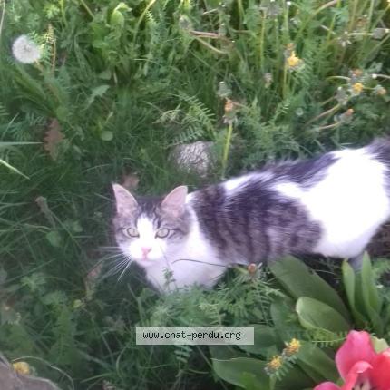 Photo 1/1 Tâche Chat lost in Le bouchage