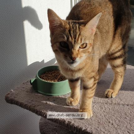 Photo 1/1 Apëe Chat lost in Lennon