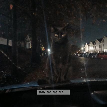 Photo 1/1 Found cat Found in Tacoma