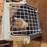 Picture of cat found at Saint Jean Des Echelles