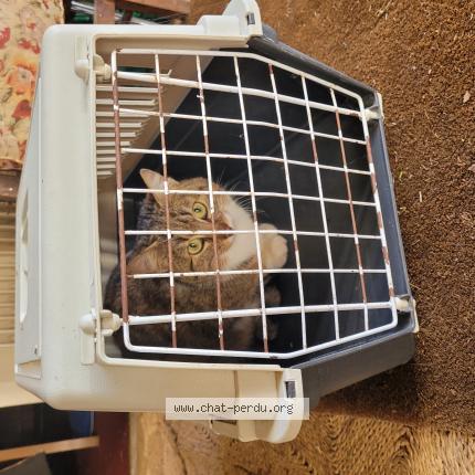 Photo 1/1 Found cat Found in Saint jean des echelles