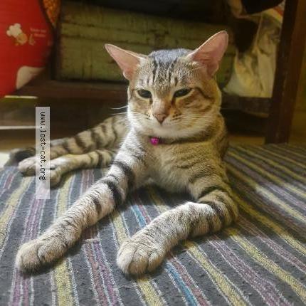 Photo 1/1 Cuty Chat lost in Jabalpur