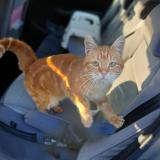 Picture of cat found at Pierre De Bresse