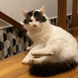 Picture of cat lost at Champ Sur Layon