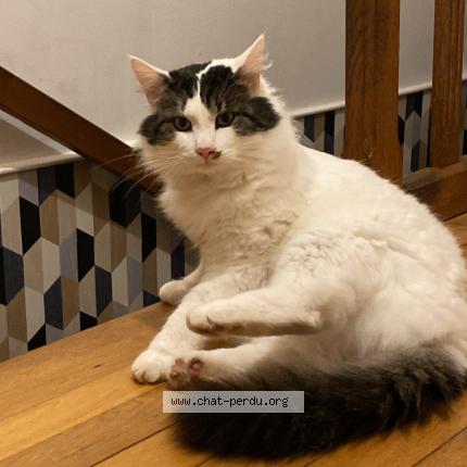 Photo 1/1 Sun Chat lost in Champ sur layon