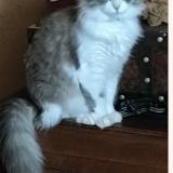 Picture of cat lost at Heyrieux