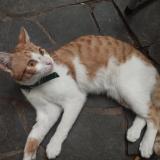 Picture of cat found at Montevideo