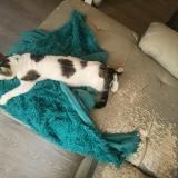 Picture of cat lost at Chadrac