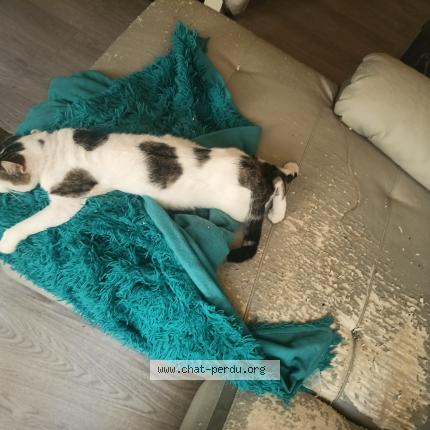 Photo 1/1 Bibinou Chat lost in Chadrac