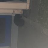 Picture of cat found at Saint Louis