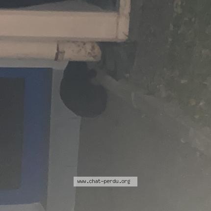 Photo 1/1 Found cat Found in Saint louis