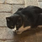 Picture of cat found at Las Vegas