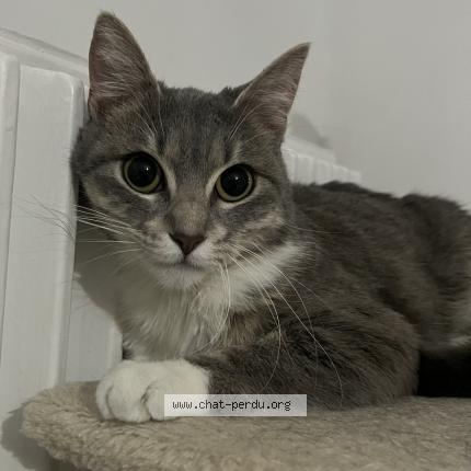 Photo 1/1 Gat Chat lost in Venissieux