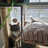 Picture of cat lost at Aurora