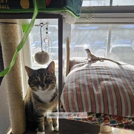 Photo 1/1 Ophelia Chat lost in Aurora