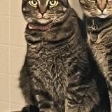 Picture of cat lost at Wilkes Barre