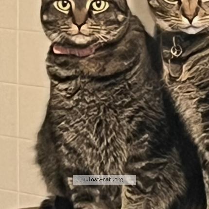 Photo 1/1 Harvey Chat lost in Wilkes barre