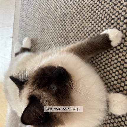 Photo 1/1 Dalie Chat lost in Gex