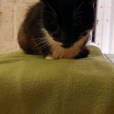 Picture of cat lost at Comines