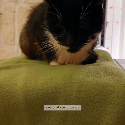 Photo 1/1 Pepere Chat lost in Comines