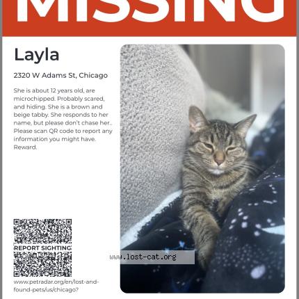 Photo 1/1 Reunited cat Lost in Chicago
