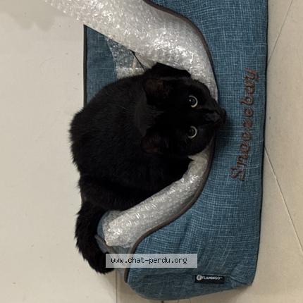 Photo 1/1 Sparky Chat lost in Soisy sous montmorency