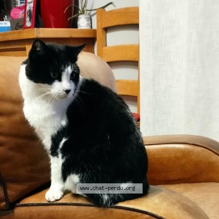 Photo 1/1 Moustache Chat lost in Sainte colombe pres vernon